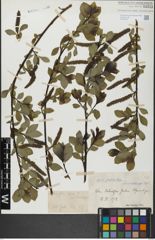 Foto von Salix glabra Scop.